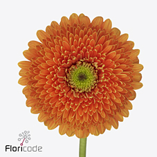 GERBERA BERRA