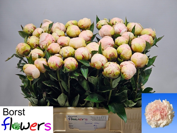 PIVOINE SUMMER GLOW 55CM