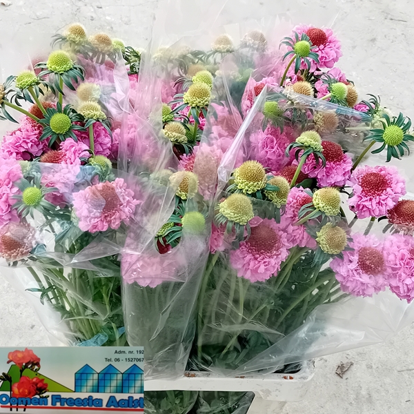 SCABIOSA FOCAL SCOOP POPSICLE