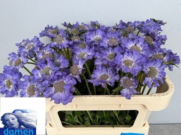 SCABIOSA CAUCASICA STAEFA 65CM