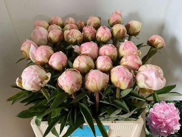 PIVOINE PILLOW TALK 60CM