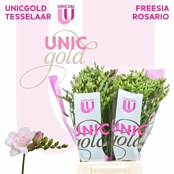 FREESIA DOUBLE ROSARIO