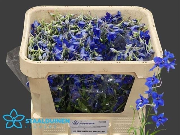 DELPHINIUM BELLADONNA VOLKERFR