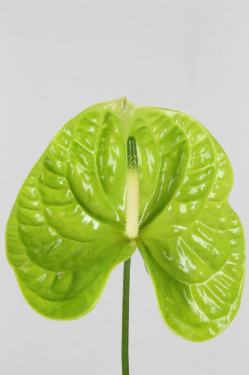 ANTHURIUM GRAND SLAM X15