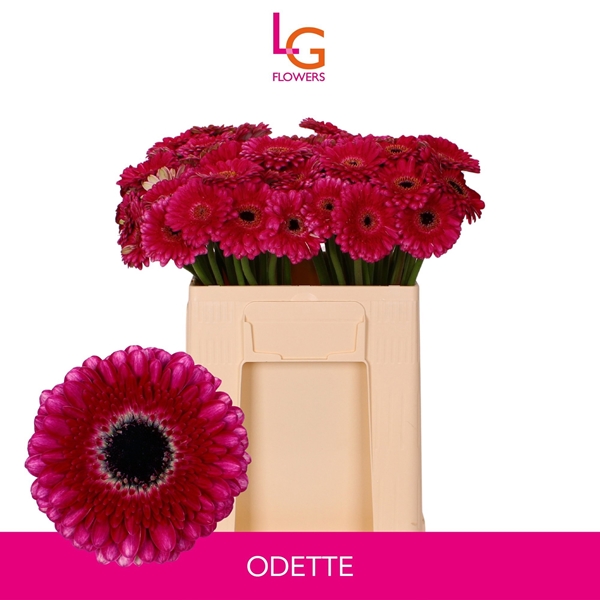 GERMINI ODETTE