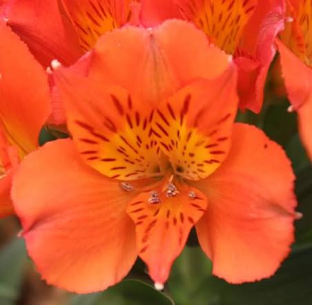 ALSTROEMERIA ORANGE PRINCESS 6