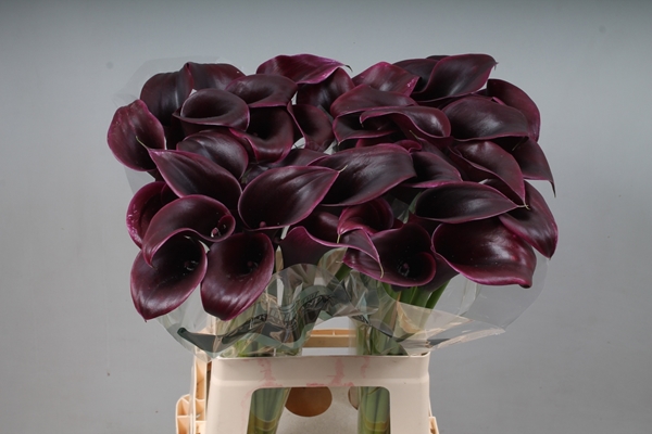 CALLA CANTOR 65CM