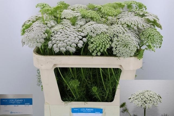 AMMI VISNAGA CASABLANCA 70CM
