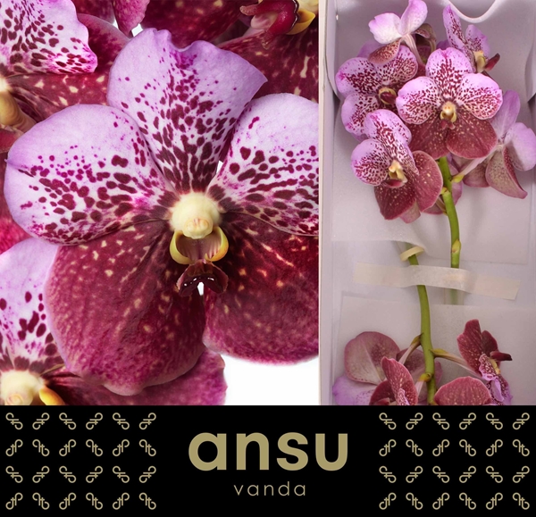 VANDA DIVANA PINK AND MAHOGANY