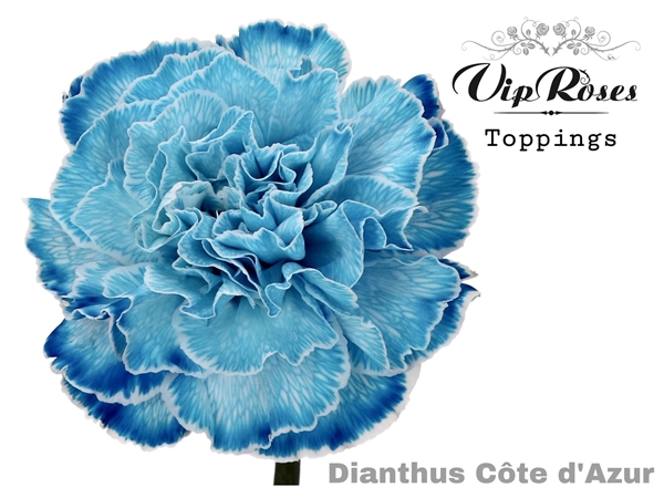 DIANTHUS TEINTE