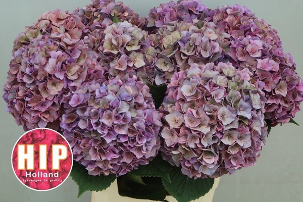 HORT. RODEO CLASSIC PURPLE 60C