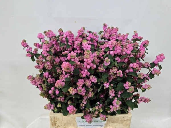 SYMPHORICARPOS PINK ELEGANCE 6