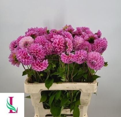 DAHLIA (BALL GRP) 'SWEET FABIE