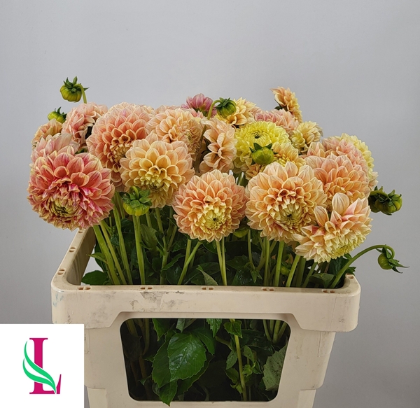 DAHLIA (BALL GRP) 'SWEET SUZAN