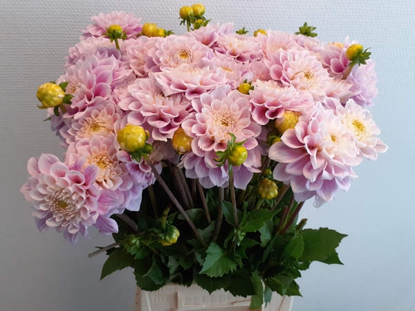 DAHLIA (DECORATIVE GRP) 'SWEET