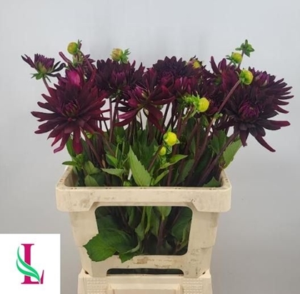 DAHLIA (SEMI-CACTUS GRP) 'CHAT
