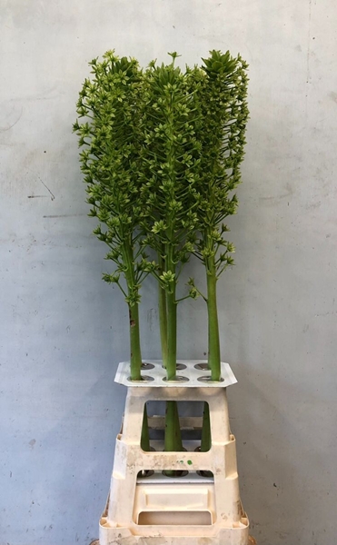 EUCOMIS POLE-EVANSII 'GOLIATH'