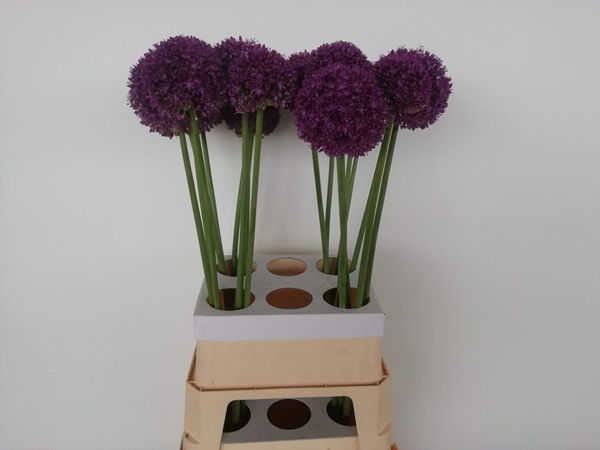 ALLIUM AMBASSADOR 95CM