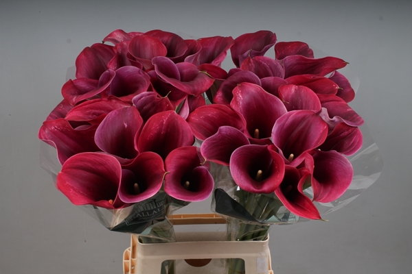 CALLA CAPTAIN PROMISE 70CM