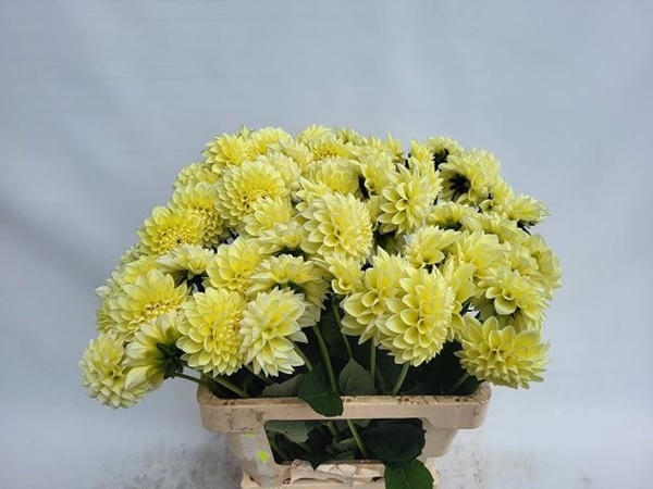 DAHLIA BANANA BABY 60CM