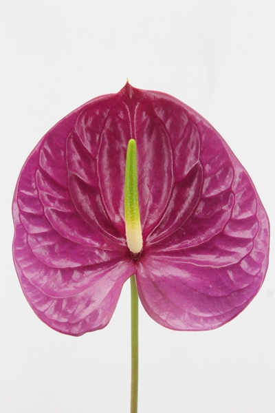 ANTHURIUM IMPREZA X12