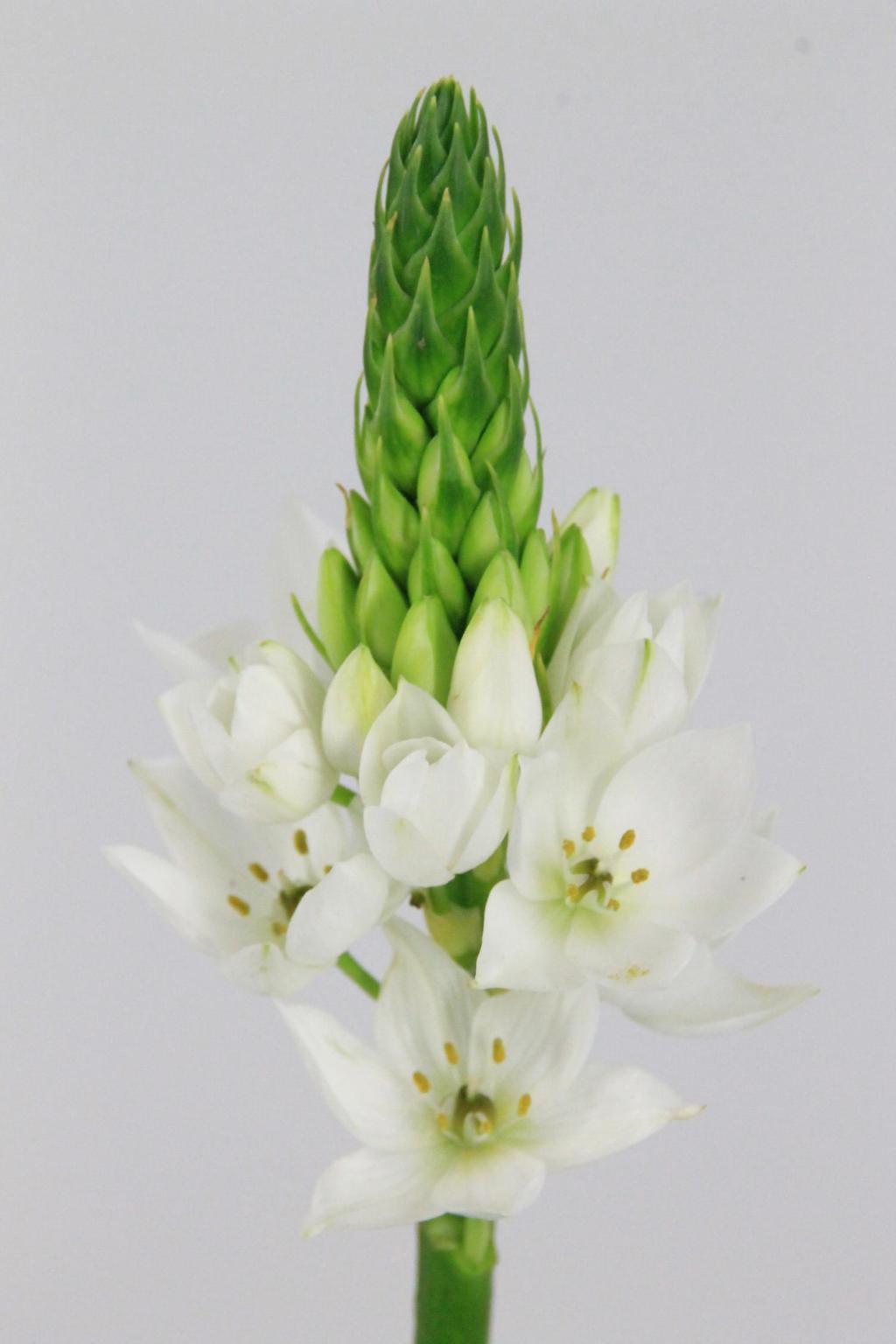 ORNITHOGALUM MOUNT FUJI 60CM