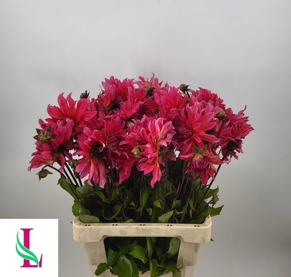 DAHLIA PINK PUNK 60CM