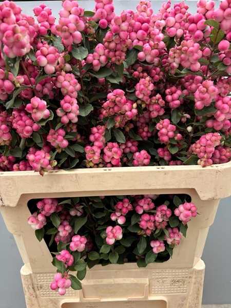 SYMPHORICARPOS PINK BERRY 80CM