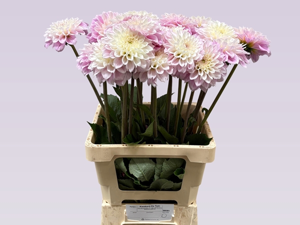 DAHLIA SWEET LOVE 65CM