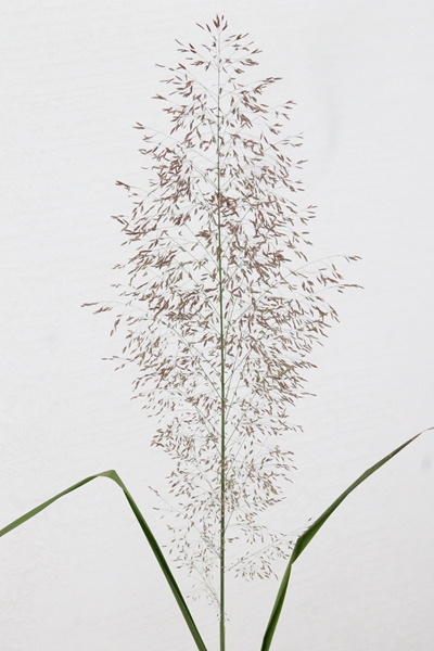 SIERGRASS EREGROSTIS