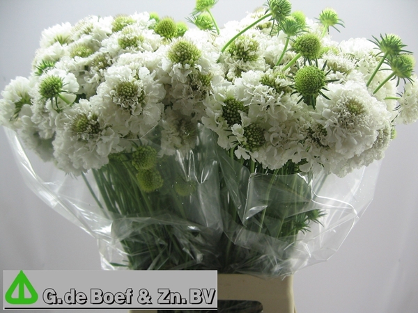 SCABIEUSE MILKY SCOOP 65CM