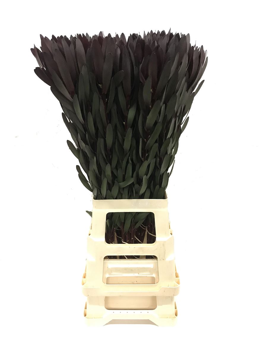 LEUCADENDRON SAFARI SUNSET 80