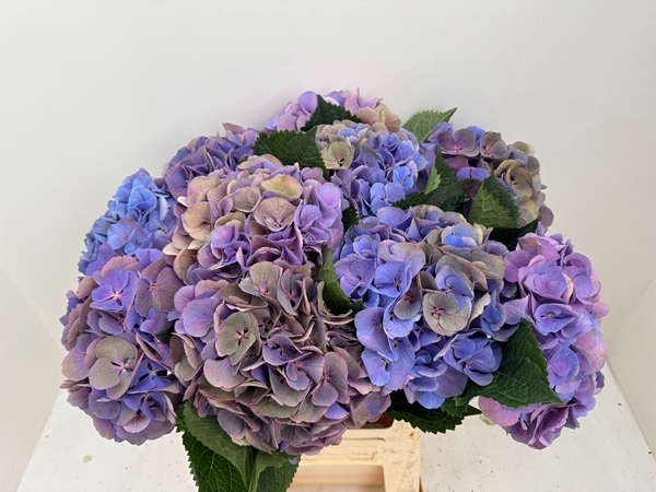 HORT. BEAUTENSIA CALYPSO CLASS
