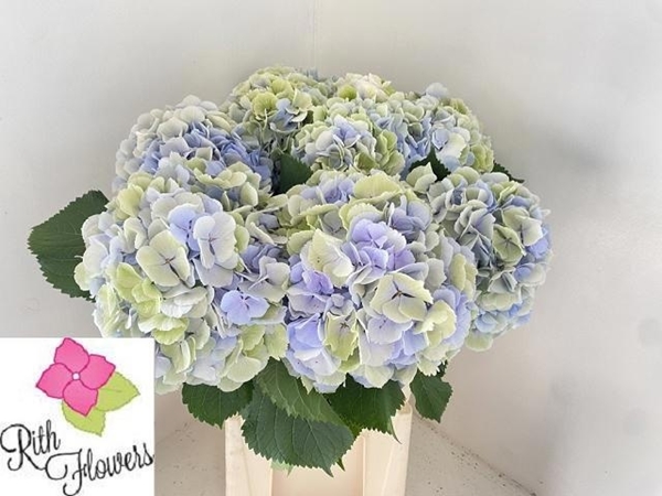 HORTENSIA BLEU