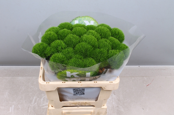 DIANTHUS KIWI MELLOW COOL 55CM