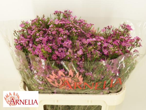 WAX PURPLE RAIN 70CM