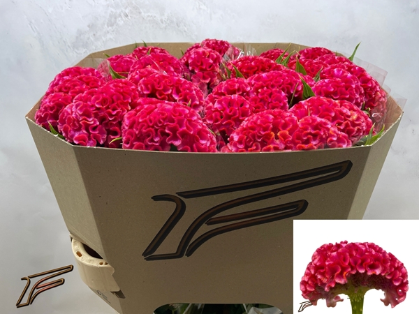 CELOSIE CORAL DIAMOND 80CM
