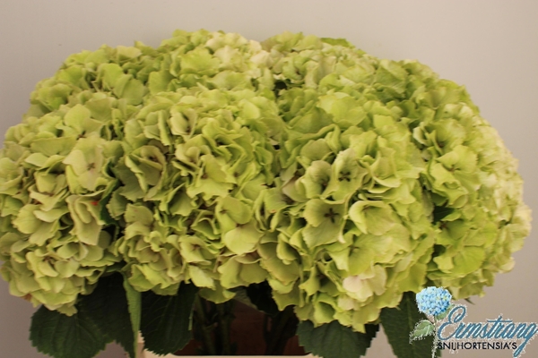 HORT. ROYAL IMPRESSIVE 60CM