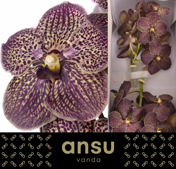 VANDA SUNANDA CHOCOLATE BROWN