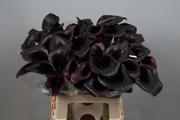 CALLA CALL CLEARA 65CM