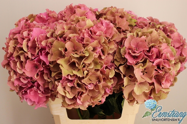 HORT. ROYAL BREEZE CLASSIC ROS
