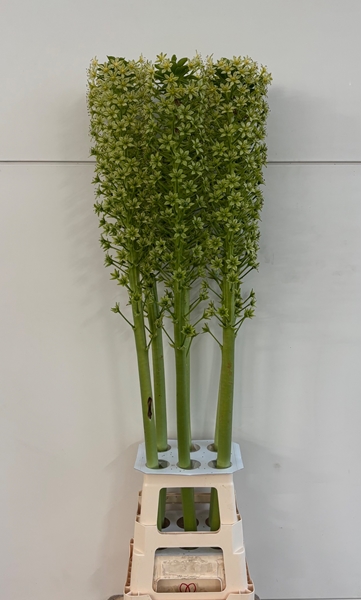 EUCOMIS GOLIATH 130CM