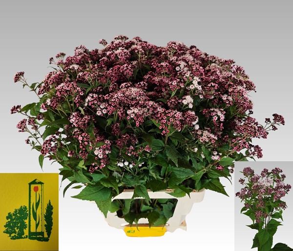 EUPATORIUM LUCKY PINK 75CM