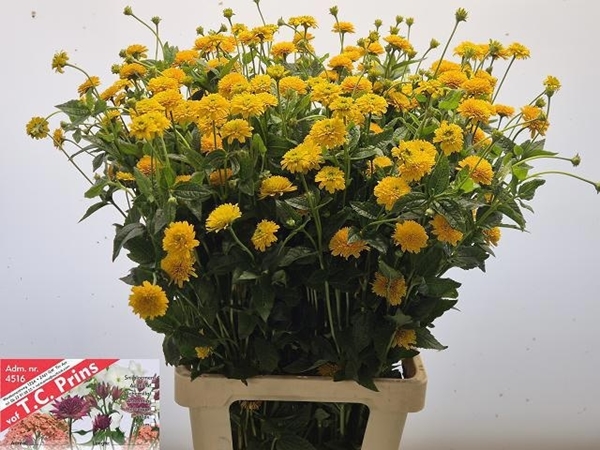 HELIOPSIS ASAHI 80CM