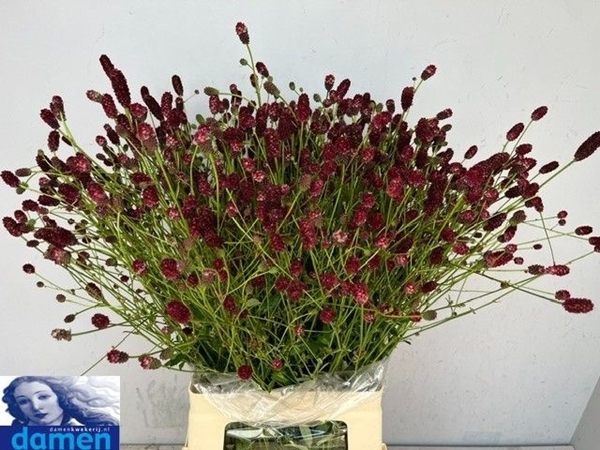 SANGUISORBA BOAVISTA 70CM