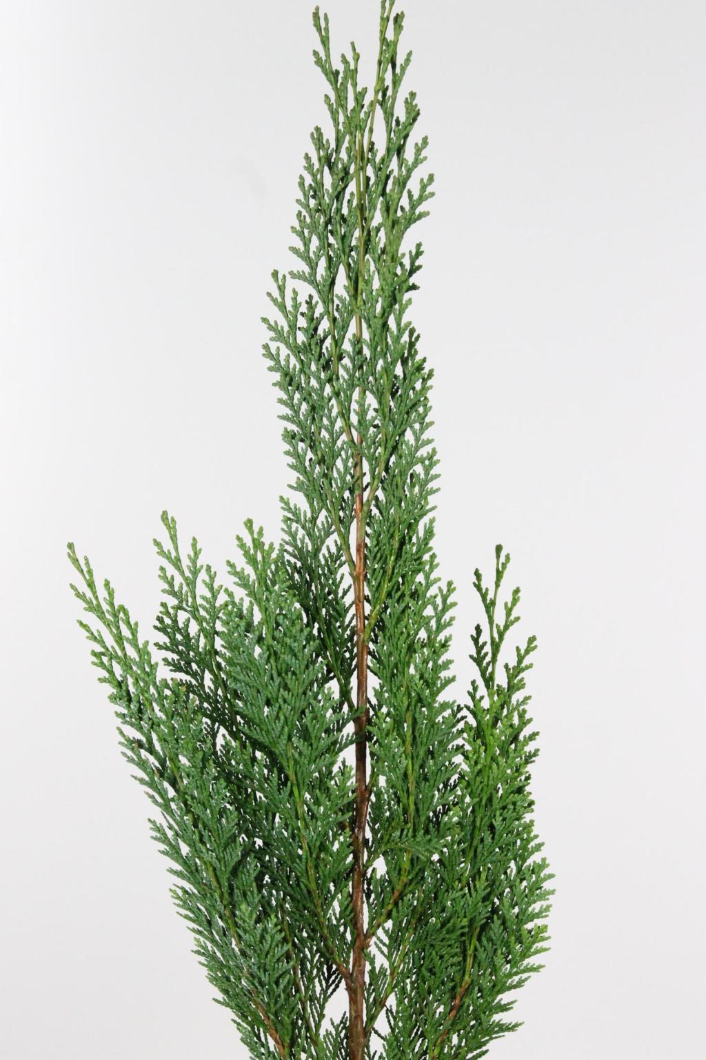 CHAMAECYPARIS ALUMII 45CM