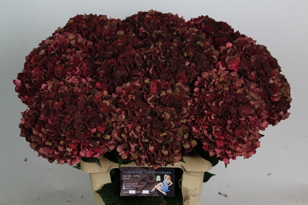 HORT. RUBYRED CLASSIC 70CM