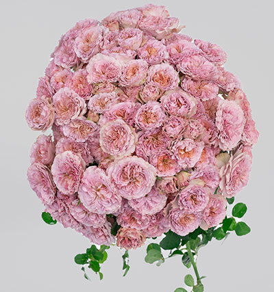 ROSE BR. RITUAL 70