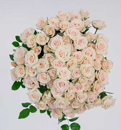 ROSE BR. ROYAL PORCELINA 50