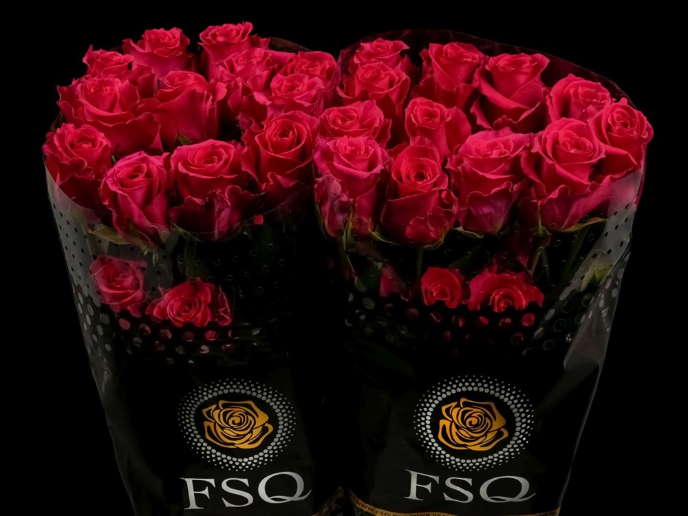 ROSE GOTCHA 60